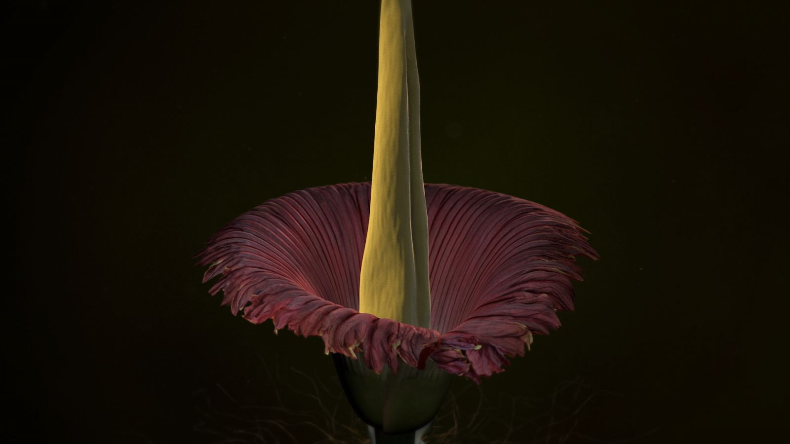 「泰坦魔芋」(Titan Arum)互動裝置以別開生面的形式描繪了世界上最大的花朵 — 泰坦花盛開的珍貴時 刻。 「泰坦魔芋」細緻的虛擬模型讓參觀者能夠以手勢體感操控器,體驗及了解花朵的特徵及其開花過程。 © Zurich University of the Arts