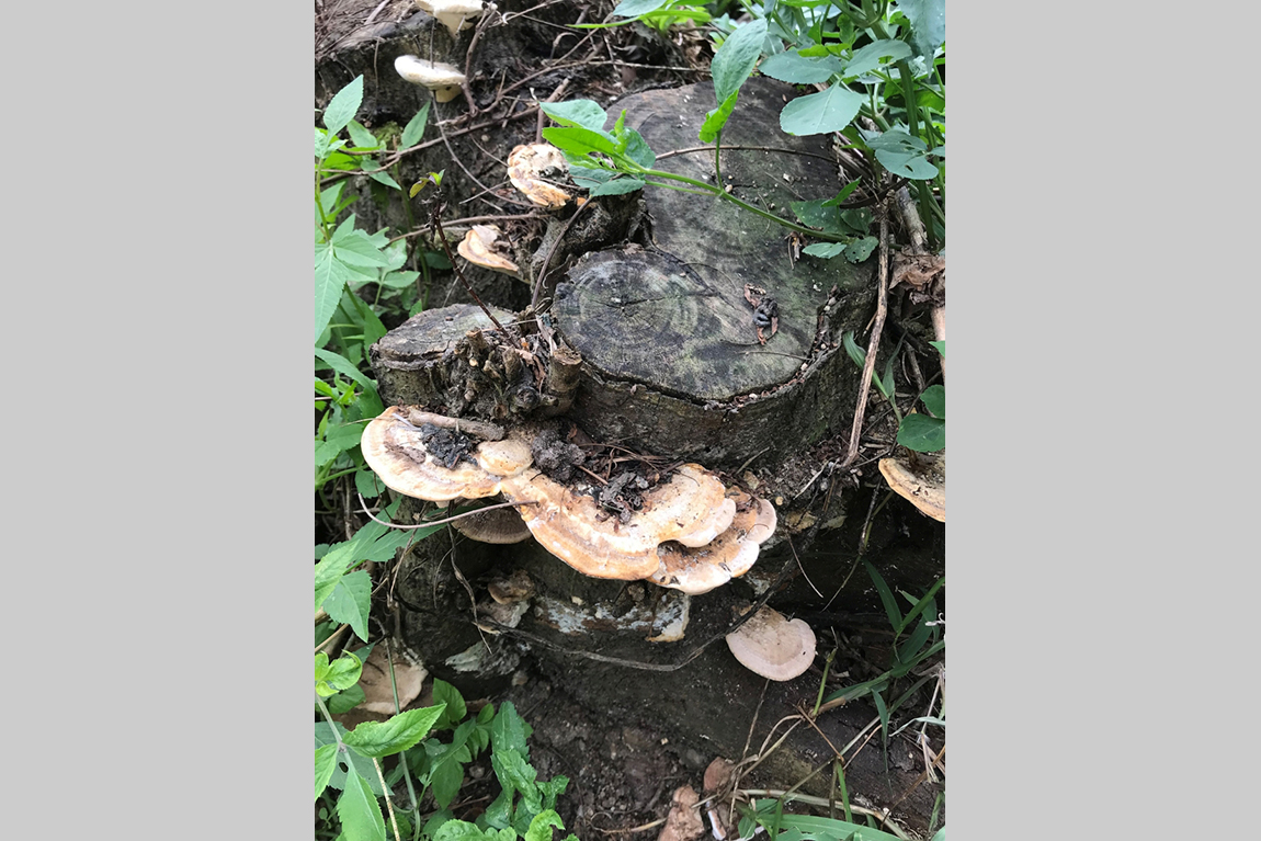 Soil DNA testing on tree fungi developed by IVE graduates Image 3