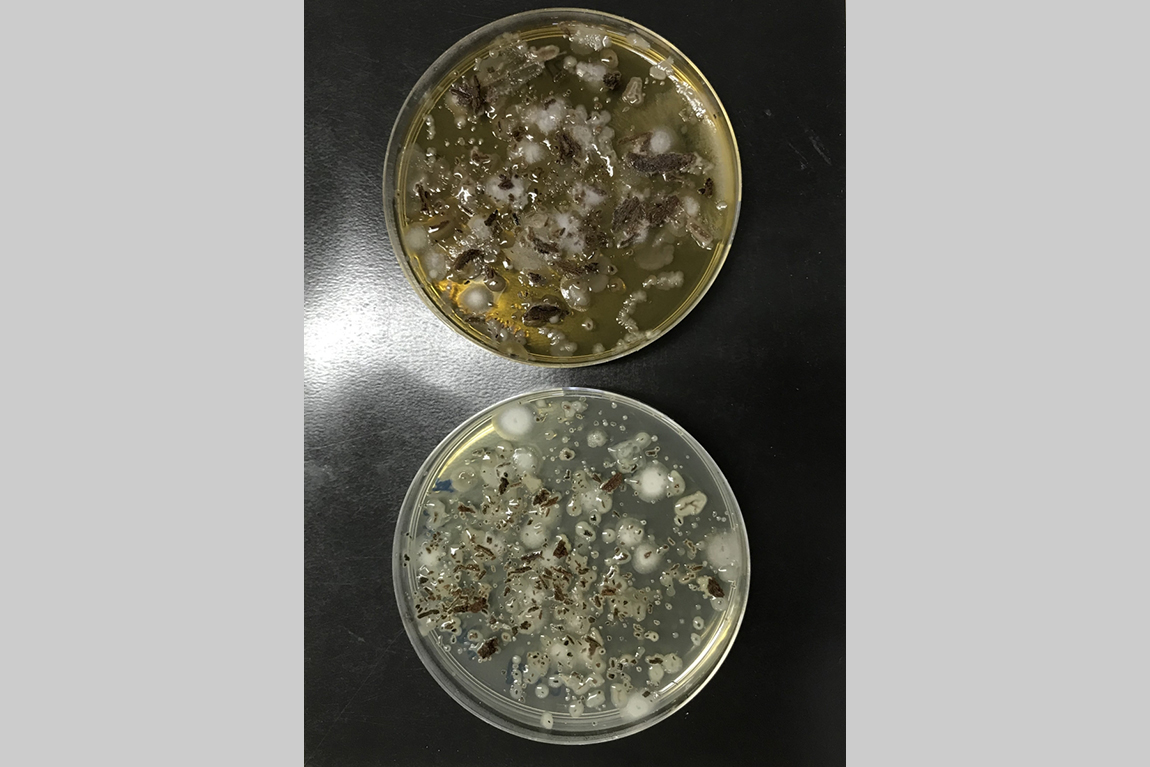 Soil DNA testing on tree fungi developed by IVE graduates Image 7