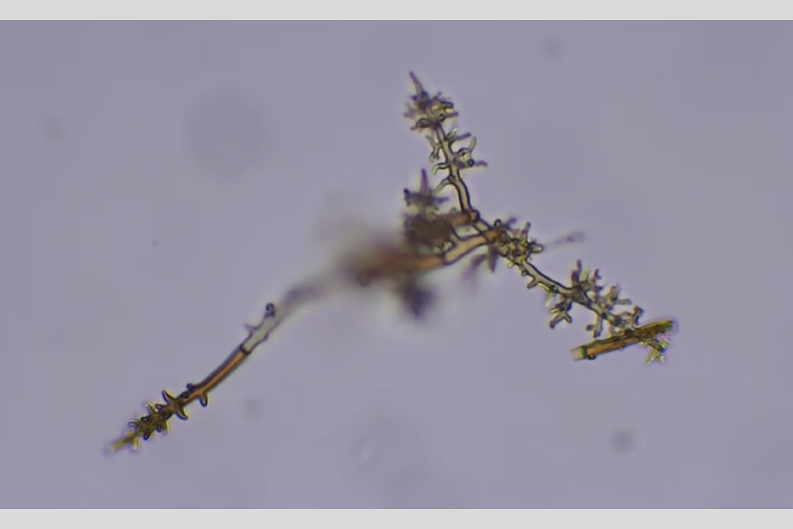 THEi-Horticulture,-Arboriculture-and-Landscape-Management-teachers-and-students-pilot-fast-testing-to-track-down-Phellinus-noxius-in-preserving-health-of-trees_02Nov2021-09