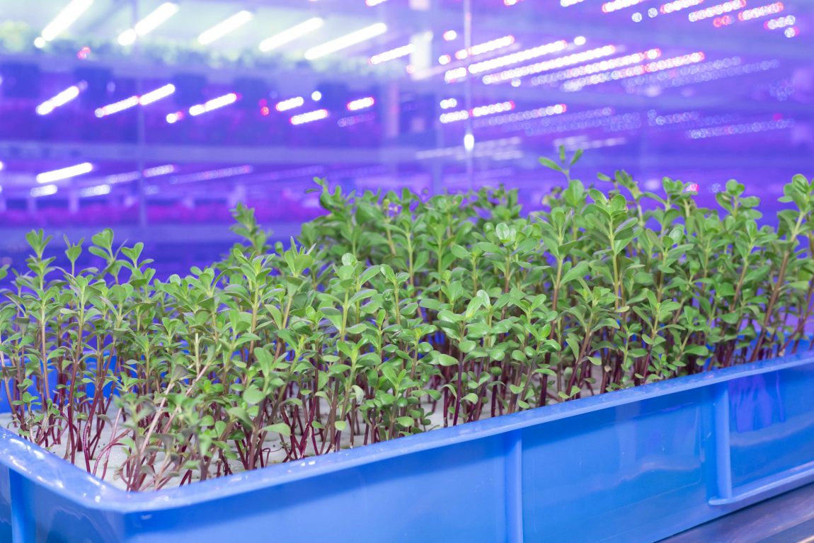 THEi teachers and students partner with industry for new technology applications serving the needs of Chinese medicine production and testing industry Image 7