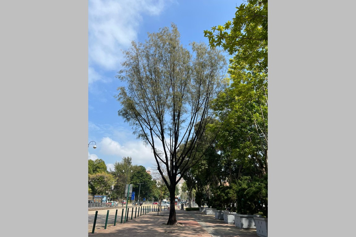 THEi research on soil properties furthers urban greening Image 5