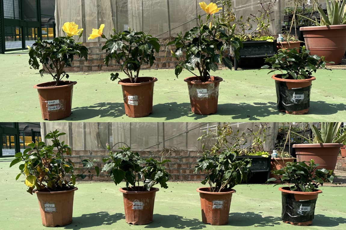 IVE research study to enhance food waste compost horticultural performance Image 5
